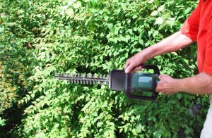 Hedge Trimming Wimbledon